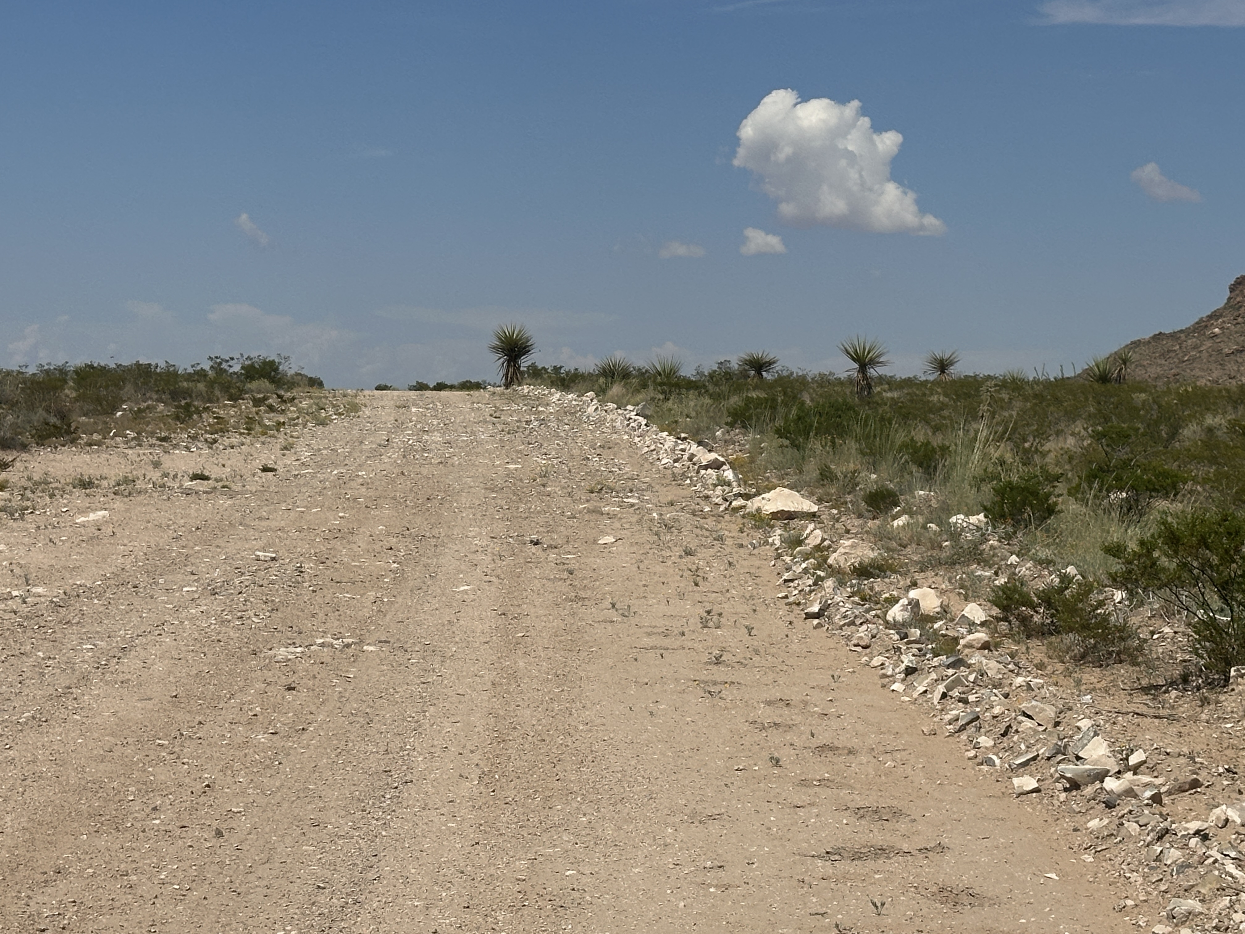 Gravel Road with Yucca